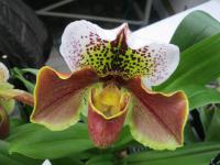 Paphiopedilum (Střevíčníkovec)