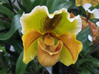 Paphiopedilum (Střevíčníkovec)