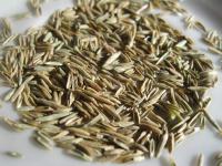 Lolium perenne (Jílek vytrvalý - obilky)