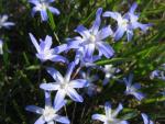 Chionodoxa (Ladonička)