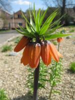 Řebčík královský 'William Rex'