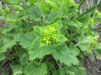 Scrophularia vernalis (Krtičník jarní)