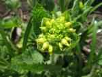 Scrophularia vernalis (Krtičník jarní)