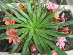 Lewisia cotyledon (Levisie květnatá)