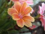 Lewisia cotyledon (Levisie květnatá)