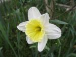Narcissus (Narcis)