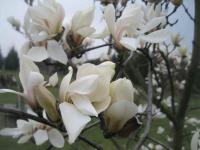 Magnolia (Šácholan)