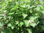 Lamium garganicum (Hluchavka)