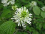 Fothergilla major (Fotergila větší)