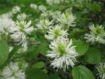 Fothergilla major (Fotergila větší)