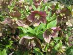 Helleborus x hybridus (Čemeřice zahradní)