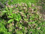 Helleborus x hybridus (Čemeřice zahradní)