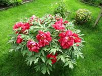 Paeonia suffruticosa (Pivoňka keřovitá)