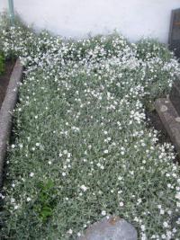 Cerastium tomentosum (Rožec plstnatý)