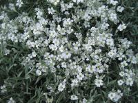 Cerastium tomentosum (Rožec plstnatý)