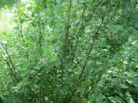 Ribes alpinum (Rybíz alpínský)