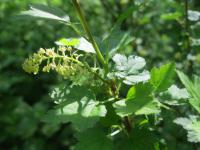 Ribes alpinum (Rybíz alpínský)