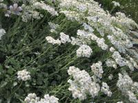 Achillea umbellata (Řebříček okoličnatý)