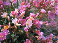 Lewisia cotyledon (Levisie květnatá)