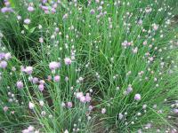 Allium schoenoprasum (Pažitka pobřežní)