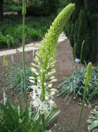 Eremurus himalaicus (Liliochvostec himalájský)