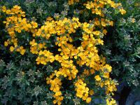 Erysimum pulchellum (Trýzel 'Altgold')