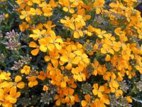 Erysimum pulchellum (Trýzel 'Altgold')