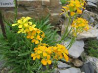 Erysimum pulchellum (Trýzel 'Altgold')