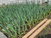 Allium sativum (Česnek kuchyňský)