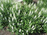 Salvia nemorosa (Šalvěj hajní 'Schneehügel')