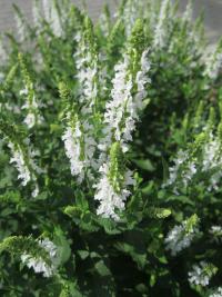 Salvia nemorosa (Šalvěj hajní 'Schneehügel')