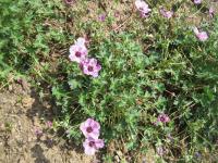 Geranium cinereum (Kakost sivý 'Laurence Flatman')
