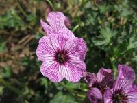 Geranium cinereum (Kakost sivý 'Laurence Flatman')
