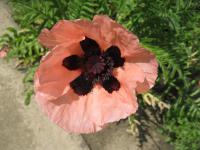 Papaver orientale (Mák východní)