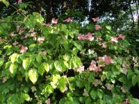 Cornus kousa (Svída japonská 'Satomi')