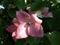Cornus kousa (Svída japonská 'Satomi')