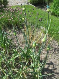 Allium porrum (Pór zahradní)