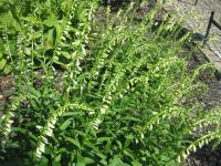 Digitalis lutea (Náprstník žlutý)