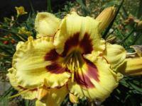 Hemerocallis (Denivka 'Blackberry Candy')