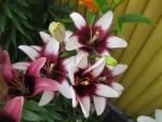 Lilium x hybridum  'Cafe Noir'  lilie rostlina