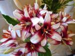 Lilium (Lilie 'Cafe Noir' - Asijské hybridy vysoké)