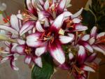 Lilium (Lilie 'Cafe Noir' - Asijské hybridy vysoké)