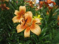 Lilium (Lilie 'Tiger Babies' - AT hybridy)