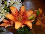 Lilium (Lilie 'Longwood' - LA hybridy)