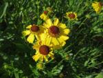 Helenium (Záplevák)