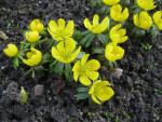 Eranthis hyemalis (Talovín zimní)