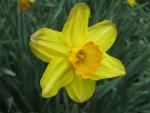 Narcis 'Pinza'
