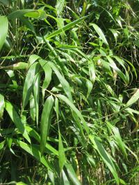 Pseudosasa japonica (Bambus)