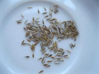 Cynosurus cristatus (Poháňka hřebenitá)