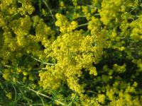 Galium verum (Svízel syřišťový)